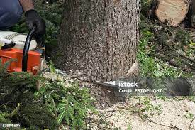 Best Storm Damage Tree Cleanup  in Pepper Pike, OH