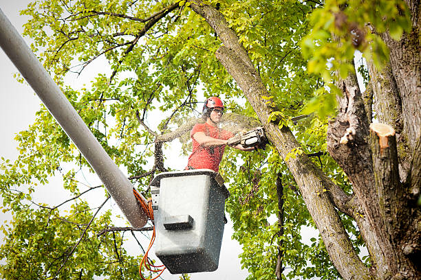 Best Arborist Consultation Services  in Pepper Pike, OH