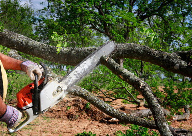 Best Stump Grinding and Removal  in Pepper Pike, OH